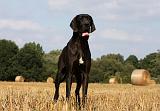 DOGUE ALLEMAND 284